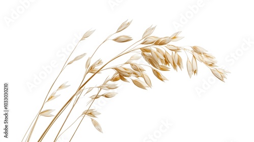 Oat plant isolated on white without shadow clipping path. 