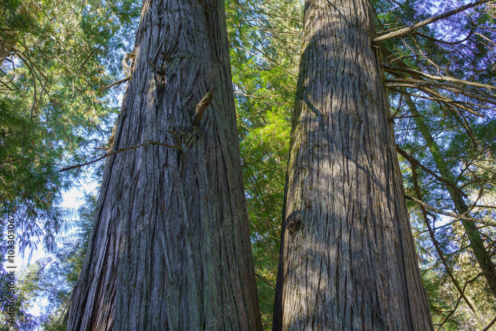 Settler's Grove of Ancient Cedars