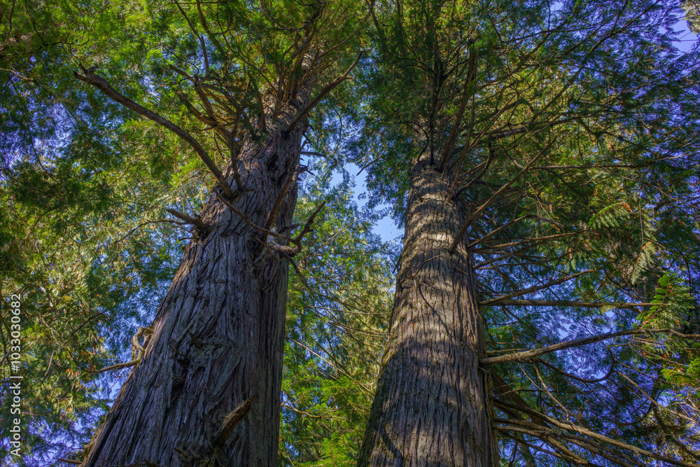 Fototapeta premium Settler's Grove of Ancient Cedars