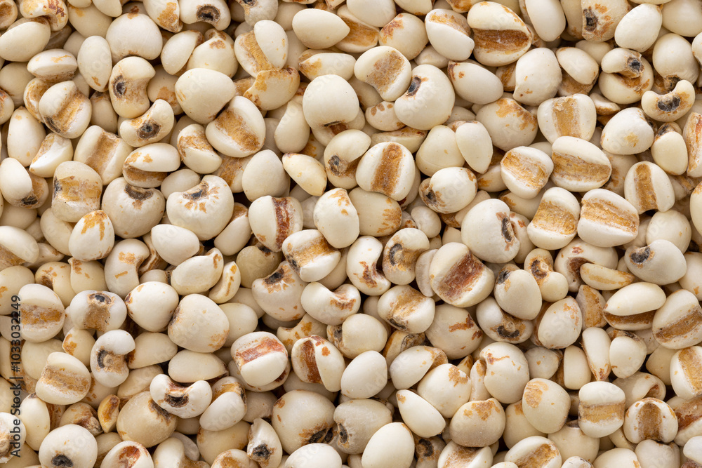 close up of coix seeds or Chinese pearl barley rice. close up of coix seeds or Chinese pearl barley rice.