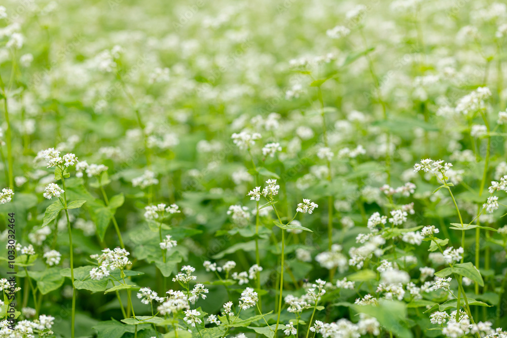 flowers of buckwheat in buckwheat field. flowers of buckwheat in buckwheat field.