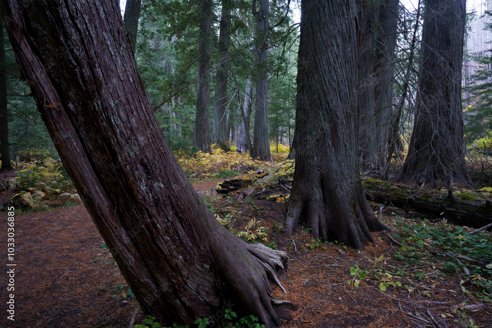 Settlers Grove of Ancient Cedars Settlers Grove of Ancient Cedars