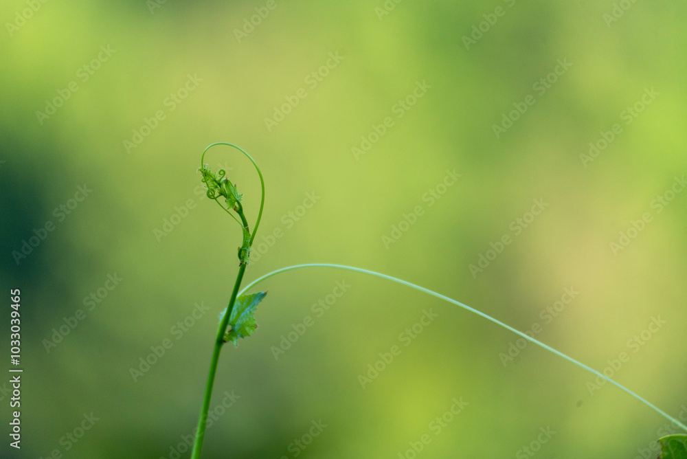 Green leaf background textures ecology garden on tropical rain forest jungle banana leaves palm tree. Greenery bright nature abstract pattern design element. Green eco environment system concept. Green leaf background textures ecology garden on tropical rain forest jungle banana leaves palm tree. Greenery bright nature abstract pattern design element. Green eco environment system concept.