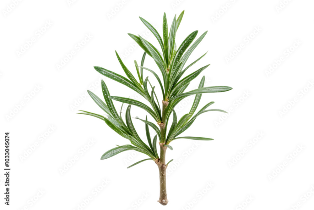 Obraz premium rosemary, herb, isolated, green, plant