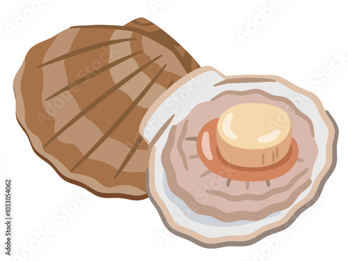 帆立貝のイラスト