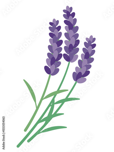 ラベンダーのイラスト