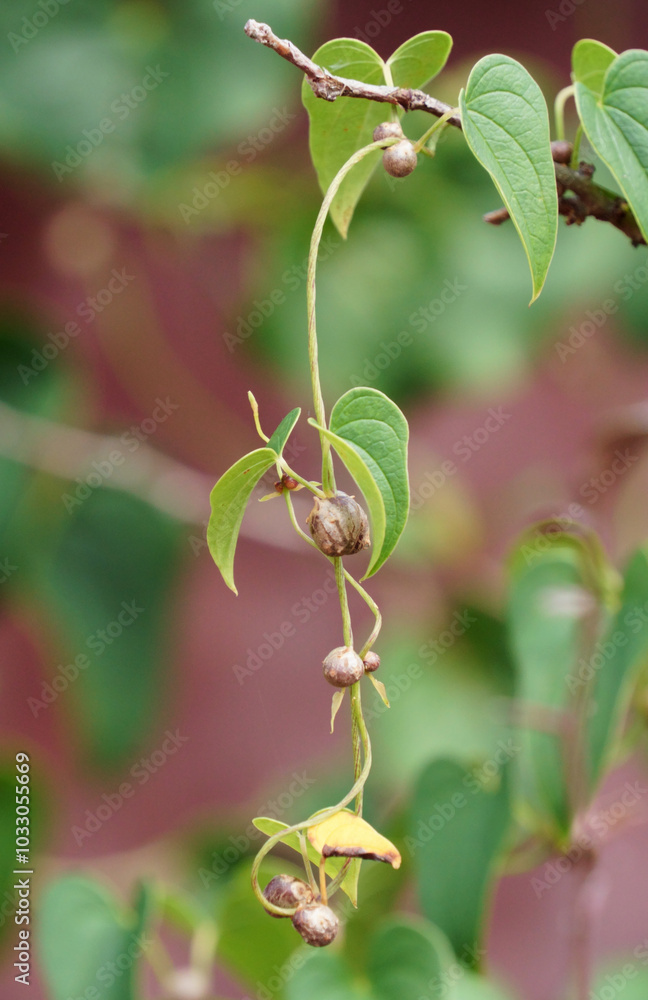 대롱 대롱 매달린 이름 모를 열매 Stock 写真 | Adobe Stock