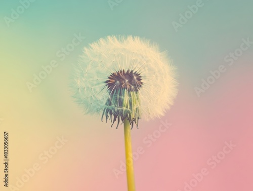 Wallpaper Mural A single dandelion with a white seed head against a soft pastel blue and pink background. Torontodigital.ca