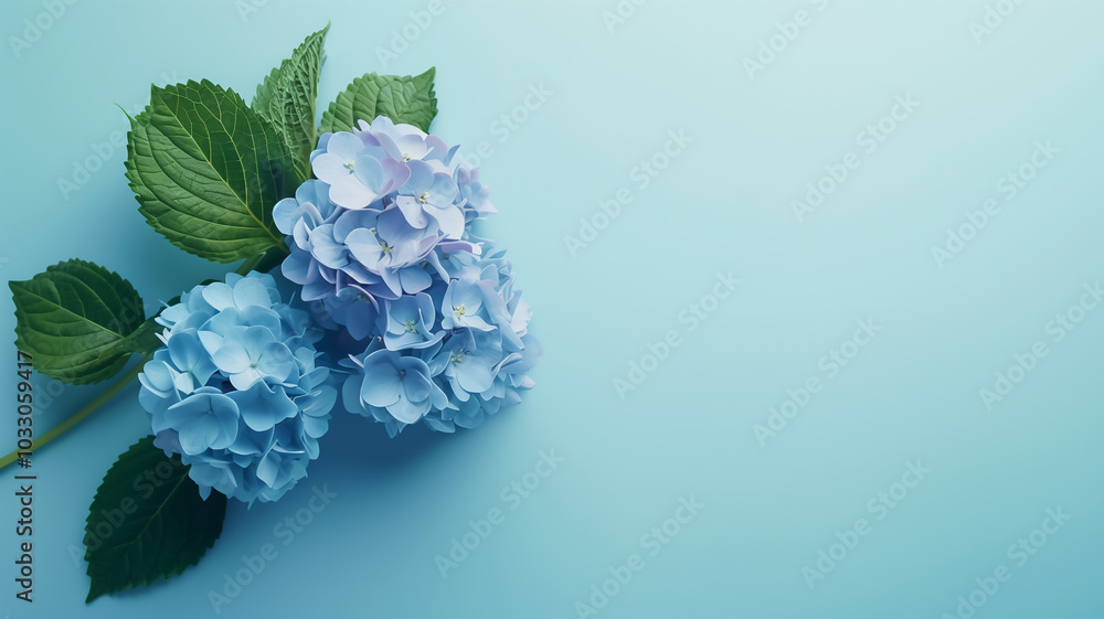 Obraz premium Delicate Blue Hydrangea Flowers Against Soft Blue Background 