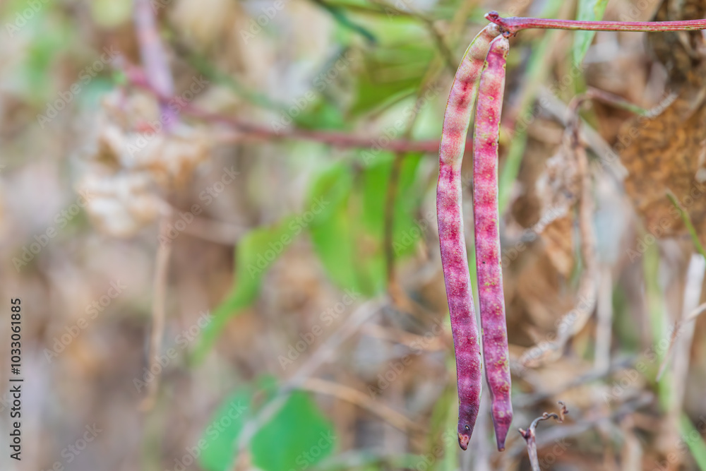 Cowpeas found in a rural field. Vigna unguiculata Cowpeas found in a rural field. Vigna unguiculata