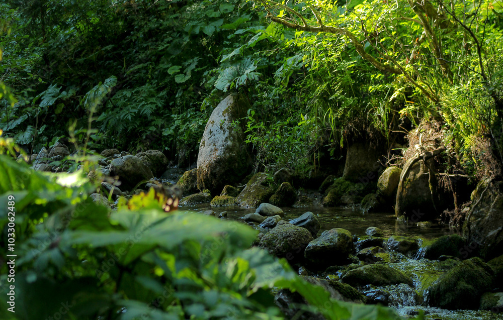 Shore Of A Small Mountain Creek Shore Of A Small Mountain Creek