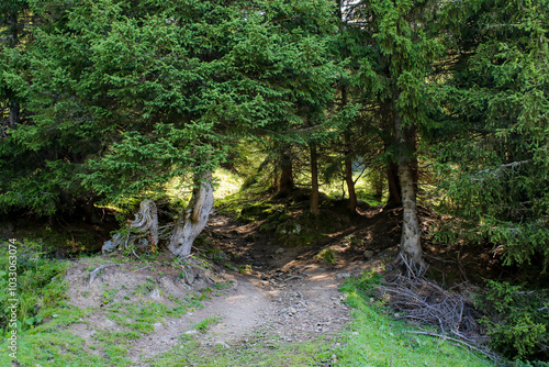 Footpath In An Alpine Forest