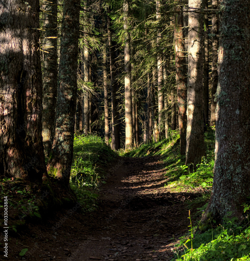 Hiking Trail In An Alpine Forest Hiking Trail In An Alpine Forest