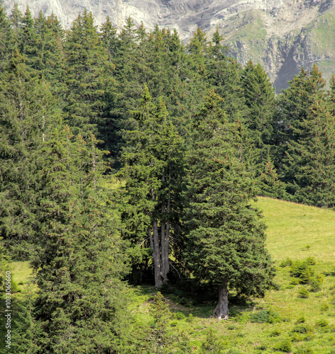 Alpine Forest Trees In Summer