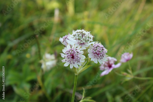Close up Of An Alpine Flower