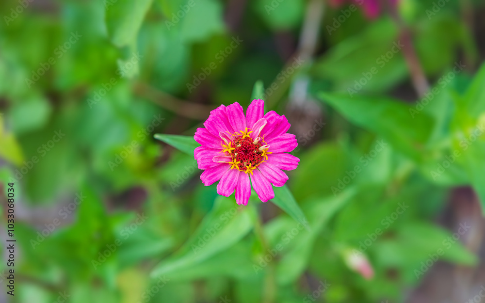A zinnia with dark pink petals found on a country road. A zinnia with dark pink petals found on a country road.