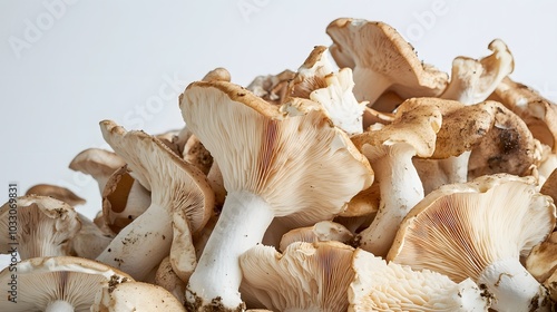 Pile of Agaricus blazei mushroom isolated on white background. photo