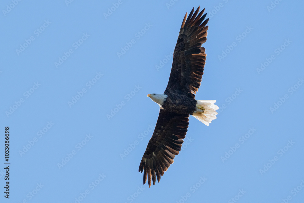 A stunning eagle, with its impressive wingspan, glides majestically across a bright blue sky, embodying freedom A stunning eagle, with its impressive wingspan, glides majestically across a bright blue sky, embodying freedom
