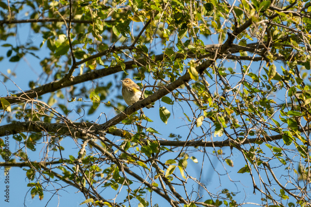 A small bird rests on a sturdy branch, surrounded by vibrant leaves under a clear blue sky in a tranquil scene A small bird rests on a sturdy branch, surrounded by vibrant leaves under a clear blue sky in a tranquil scene