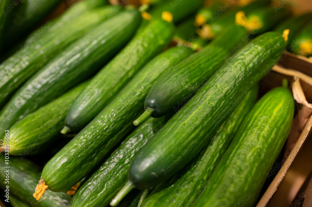 A bunch of green fresh cucumbers on the supermarket counter A bunch of green fresh cucumbers on the supermarket counter