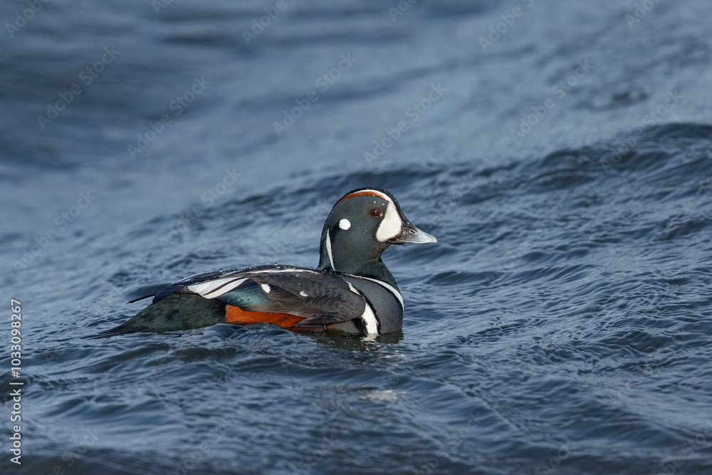 Naklejka premium Harlequin Duck