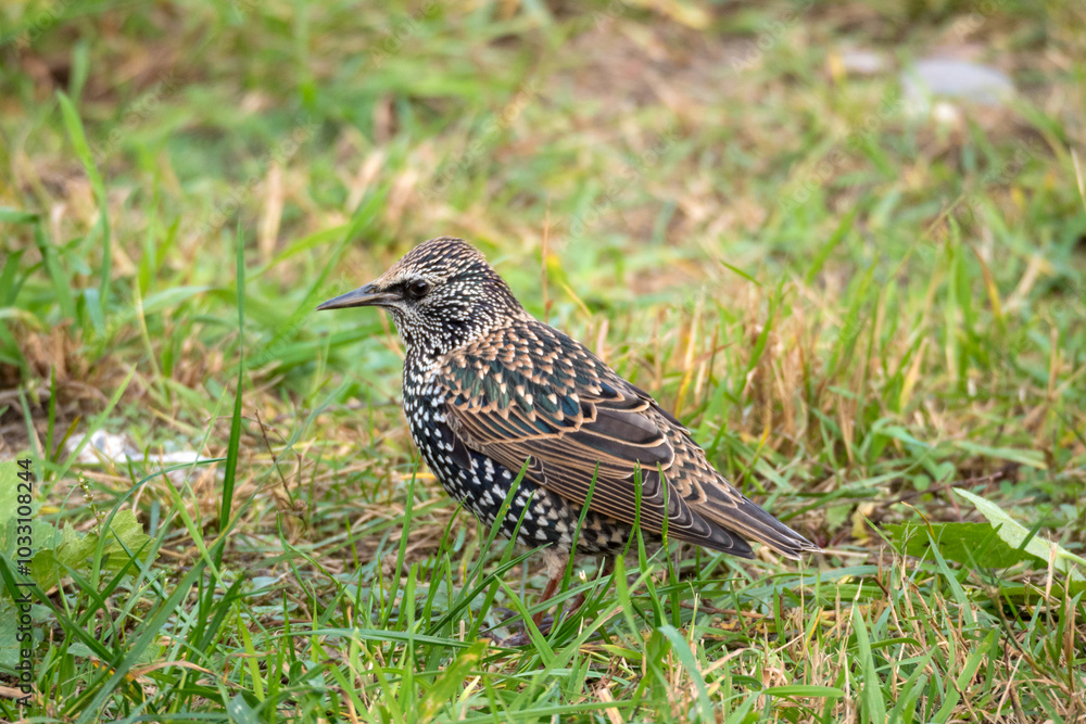 starling on the grass starling on the grass