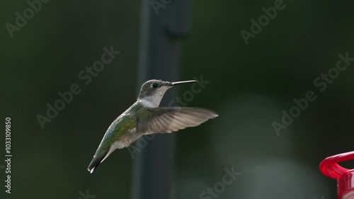 slow motion hummingbird flying