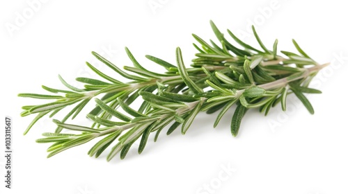 Rosemary isolated on white background. 