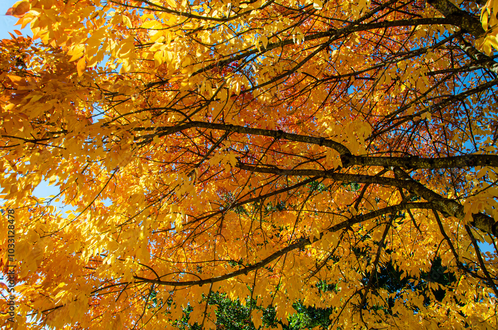 Mersmerising beauty of trees with green, red, orange and gold of autumn in BC, Canada Mersmerising beauty of trees with green, red, orange and gold of autumn in BC, Canada