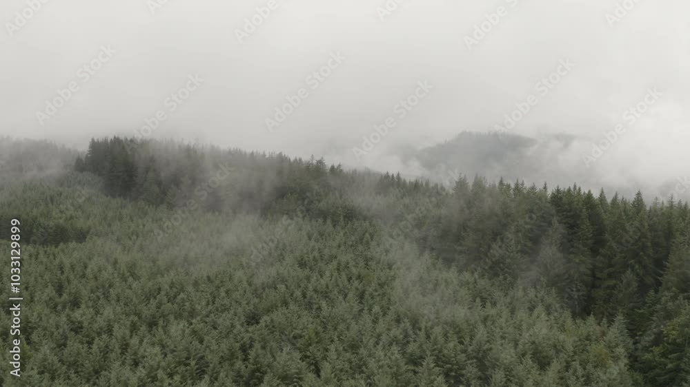 Foggy Forest 3 4K RAW Foggy Forest 3 4K RAW