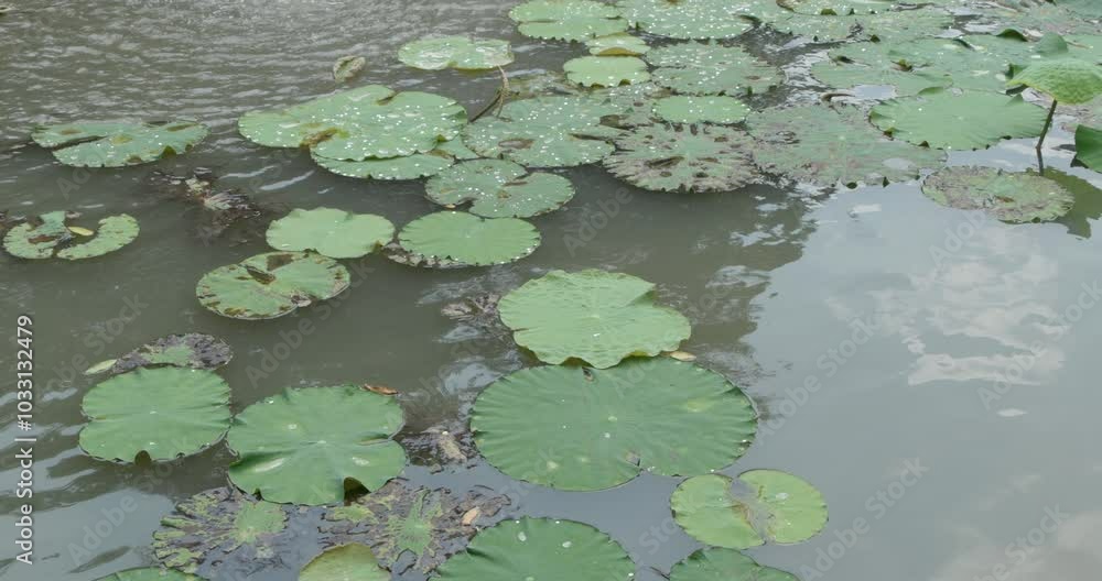 A tranquil scene of a large lotus leaf in a clear pond, softly swaying with the breeze. The natural beauty of rippling water and the lush green leaf offers a perfect moment of peace and relaxation. A tranquil scene of a large lotus leaf in a clear pond, softly swaying with the breeze. The natural beauty of rippling water and the lush green leaf offers a perfect moment of peace and relaxation.
