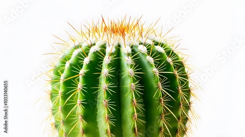 green cactus on white background. 