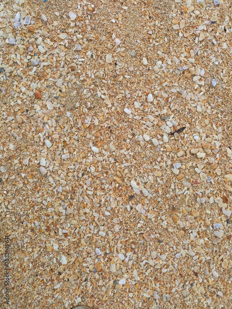Sea shells on sand.sea waves on the golden sand at beach.sea shell on sand holiday beach background.shells on the sand at the beach in various size.white sea shell.seashells and starfish as natural. Sea shells on sand.sea waves on the golden sand at beach.sea shell on sand holiday beach background.shells on the sand at the beach in various size.white sea shell.seashells and starfish as natural.
