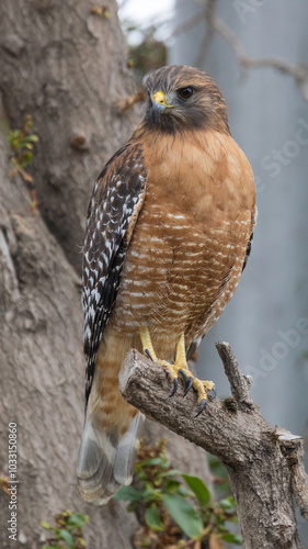 Red-shouldered Hawk, Adult. Palo Alto Baylands, Santa Clara County, California.