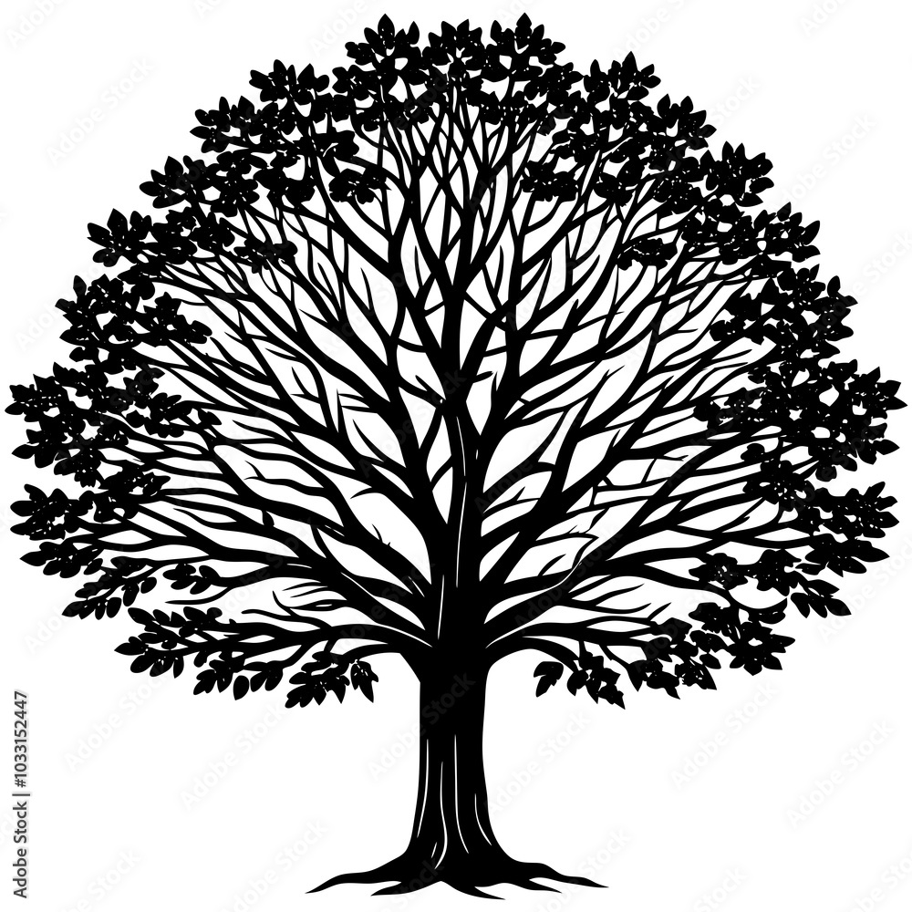 Obraz premium American sycamore silhouette Plant on a white background