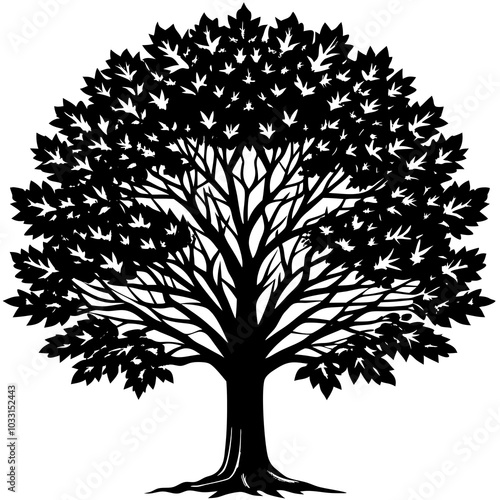 American sycamore silhouette 
Plant on a white background
