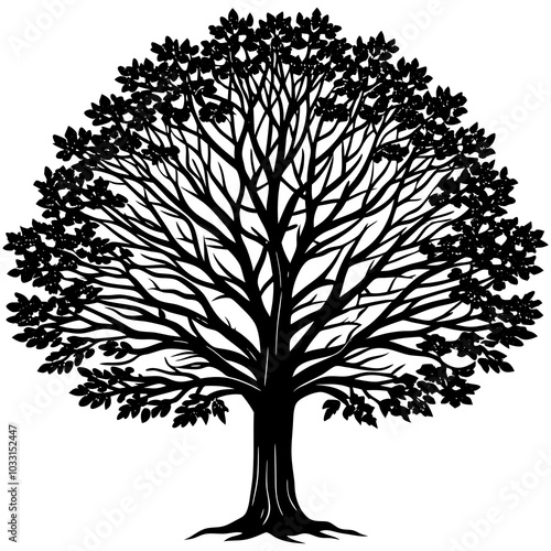 American sycamore silhouette 
Plant on a white background