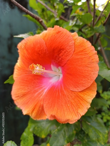 orange flower