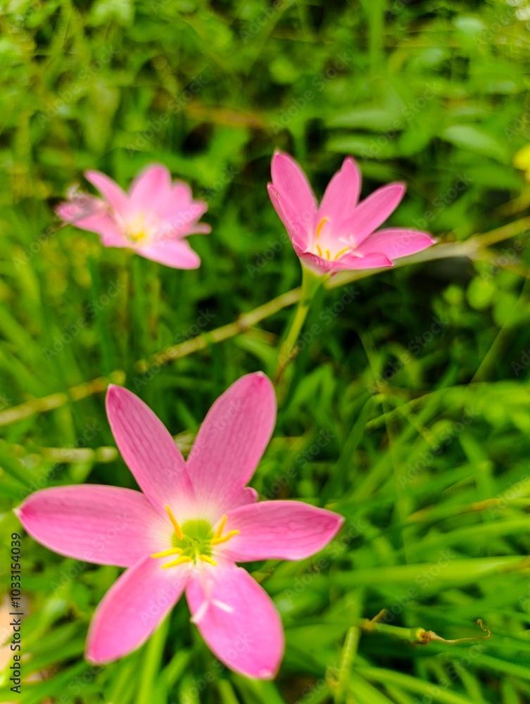 pink flower in the garden pink flower in the garden