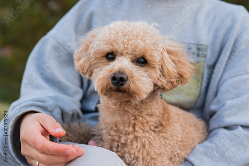 A young Asian woman sits on a bench with her pet toy poodle.