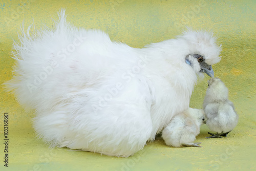 An adult female silkie chicken lovingly guards her newly hatched chicks. This animal has the scientific name Gallus gallus domesticus.