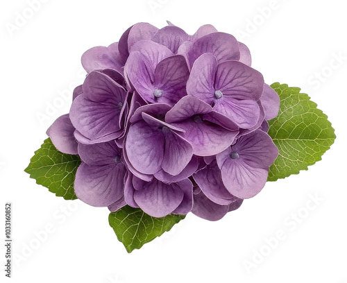 Purple hydrangea flower with green leaves. photo