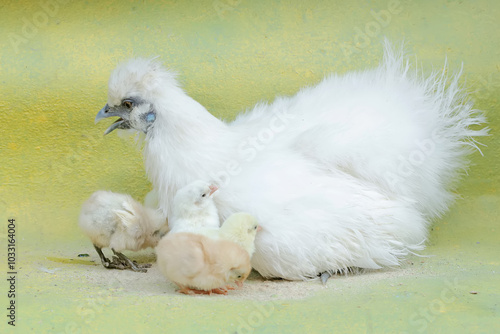 An adult female silkie chicken lovingly guards her newly hatched chicks. This animal has the scientific name Gallus gallus domesticus.