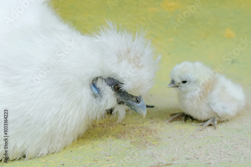 An adult female silkie chicken lovingly guards her newly hatched chicks. This animal has the scientific name Gallus gallus domesticus.