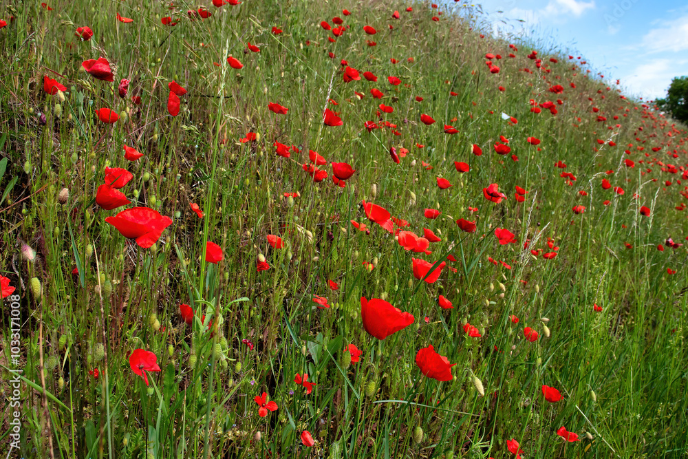 Fototapeta premium Poppy flowers growing on a hill with grass on a spring day near Potzbach, Germany.