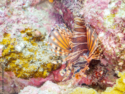 広げた羽根が美しいキリンミノ（フサカサゴ科）の幼魚。 英名、学名：Zebra turkeyfish (Dendrochirus zebra) 静岡県伊豆半島賀茂郡南伊豆町中木ヒリゾ浜-2024年 