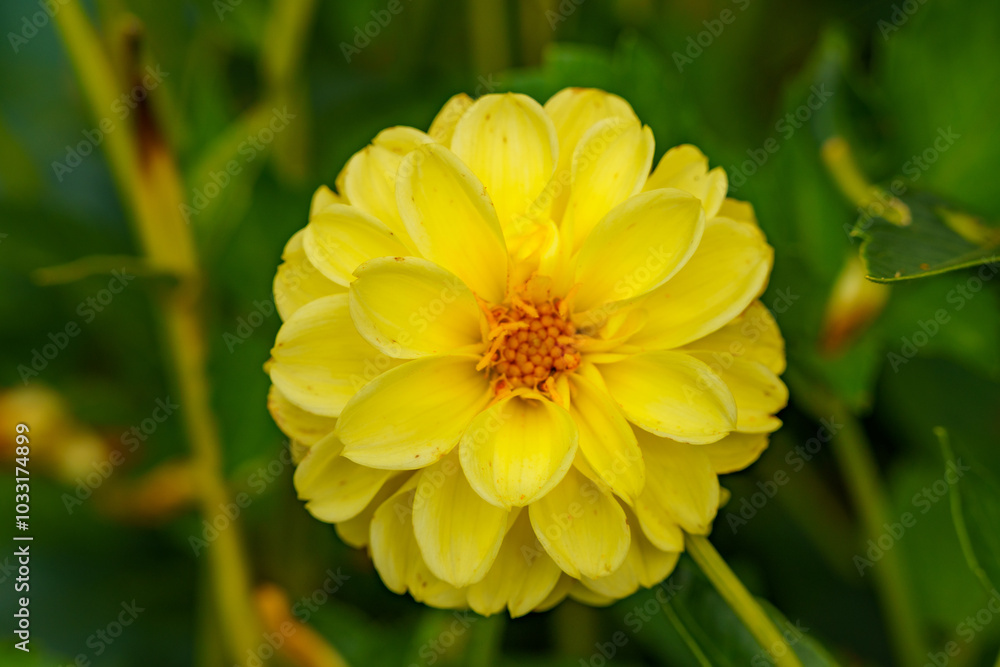 Colors of the Dahlia: The beautiful bright yellow large-leaved flower of the variety Colors of the Dahlia: The beautiful bright yellow large-leaved flower of the variety