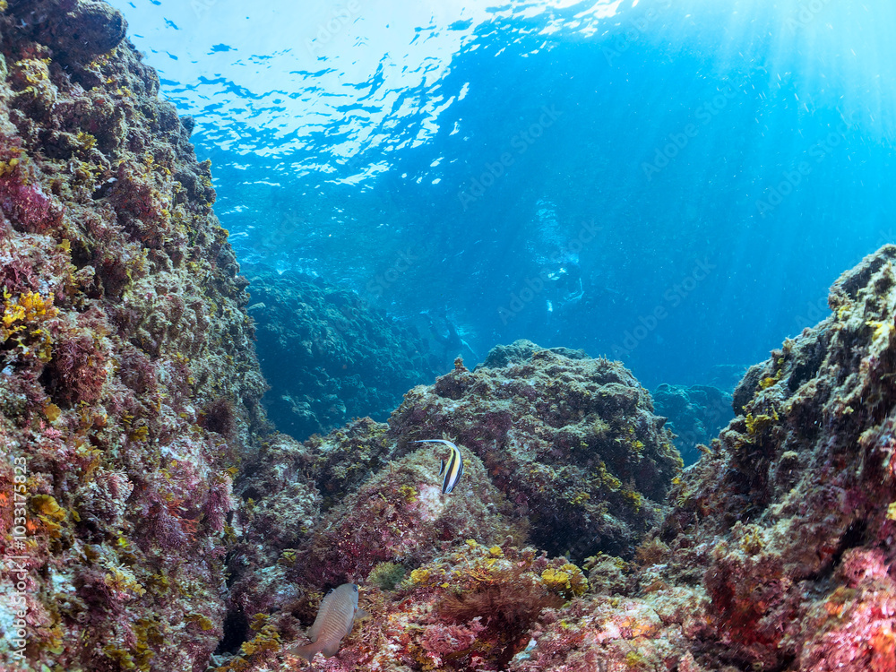 まだ半透明の美しいツノダシ(ツノダシ科)の幼魚。水面にはスキンダイバーも泳いでいる。
英名、学名:Moorish Idol (Zanclus cornutus)
静岡県伊豆半島賀茂郡南伊豆町中木ヒリゾ浜-2024年
まだ半透明の美しいツノダシ(ツノダシ科)の幼魚。水面にはスキンダイバーも泳いでいる。
英名、学名:Moorish Idol (Zanclus cornutus)
静岡県伊豆半島賀茂郡南伊豆町中木ヒリゾ浜-2024年