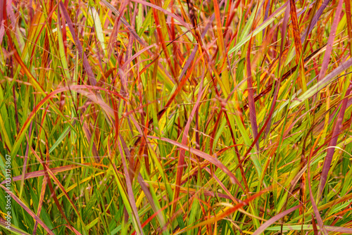 Bright autumn colors of the millet rods (Panicum virgatum)