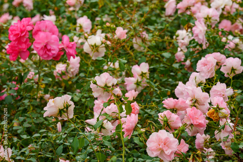 Shrub rose (Rosa 'Bonica'). Its flowers are medium-sized, double, strong pink to pink and grow in clusters of five to ten photo